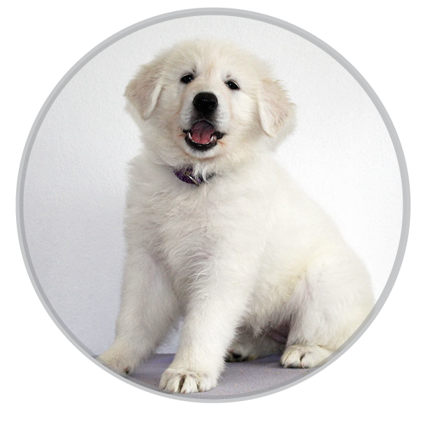 Aleia white shepherd dog from litter A