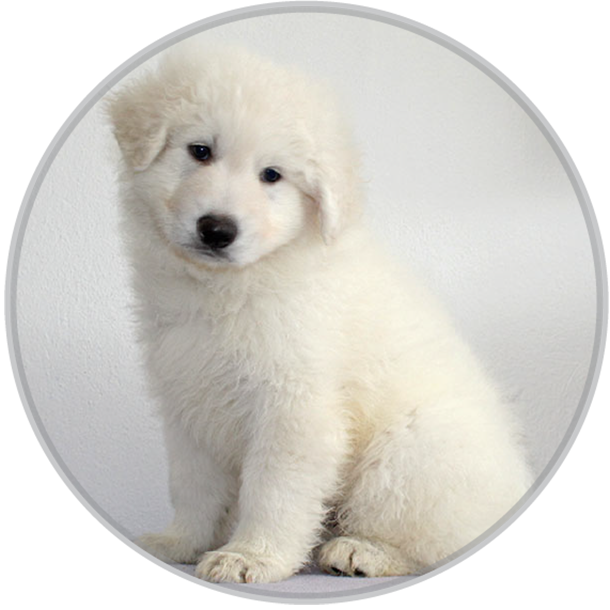 Am Baltazar a happy swiss shepherd dog