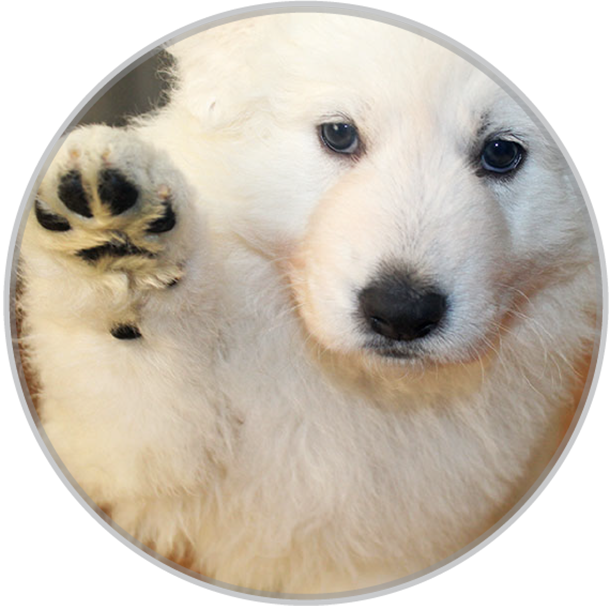 Am Happy loving white swiss shepherd