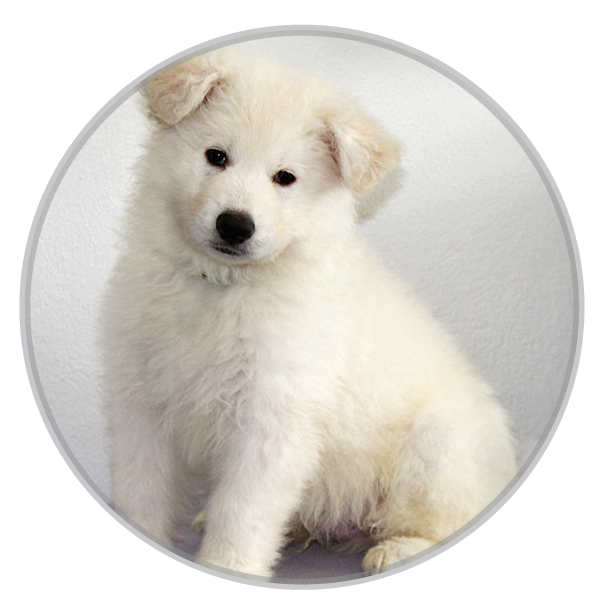 Aron puppy white shepherd dog
