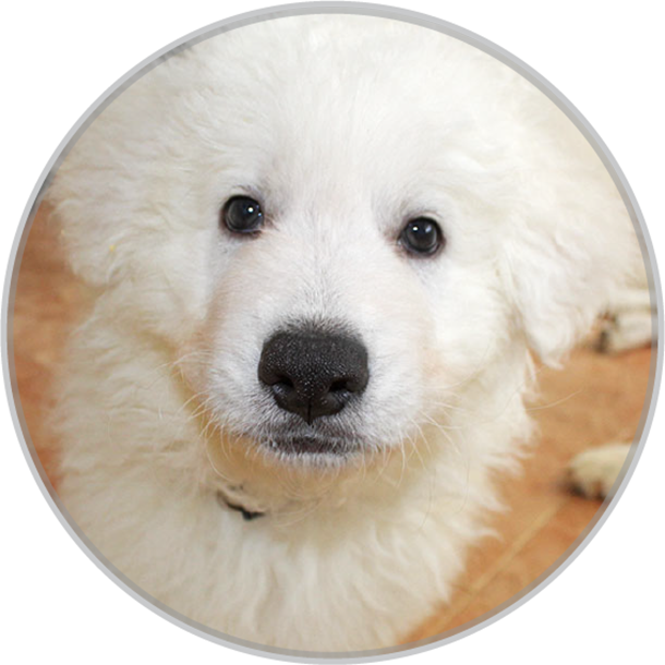 Arrow little white swiss shepherd dog