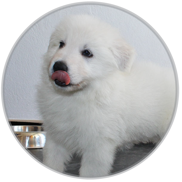 Artax cute male swiss shepherd dog