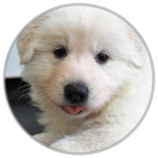 Azira cute swiss shepherd dog from litter A