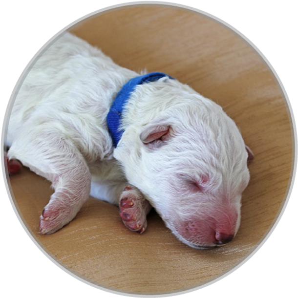 White Swiss Shepherd Puppy - Blue