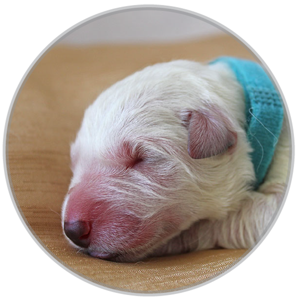 Swiss shephed puppy - Light Blue