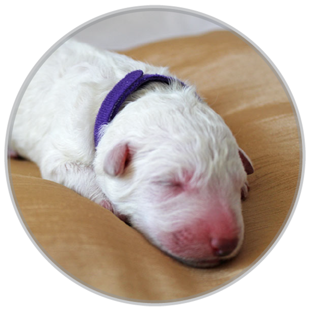 newborn female white shepherd