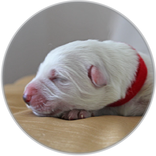 female white swiss shepherd puppy